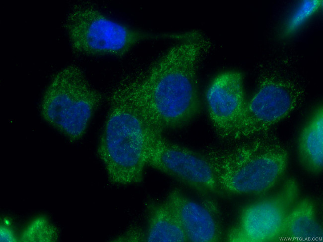 ISCA2 Antibody in Immunocytochemistry (ICC/IF)