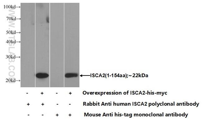 ISCA2 Antibody in Western Blot (WB)