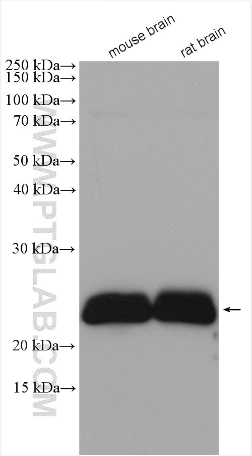 CEND1 Antibody in Western Blot (WB)