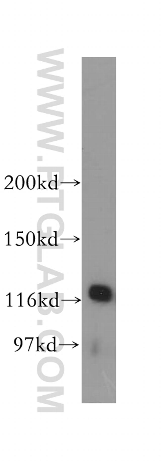 p107 Antibody in Western Blot (WB)