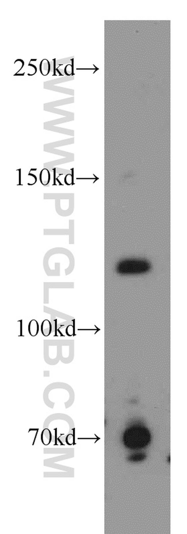 p107 Antibody in Western Blot (WB)