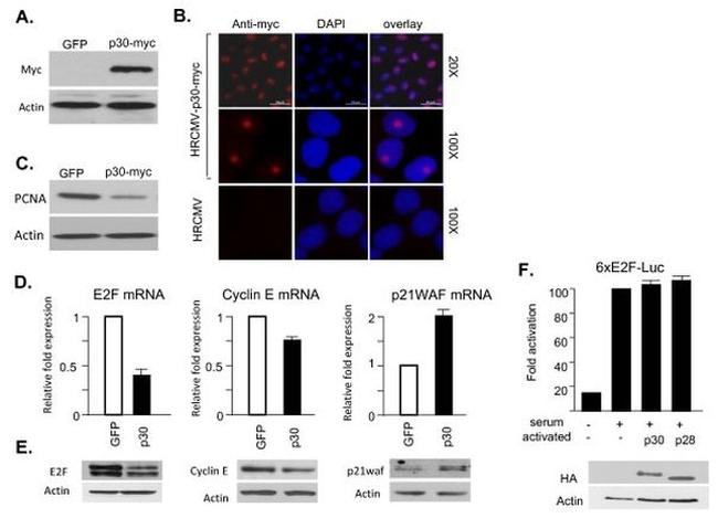 PCNA Antibody in Western Blot (WB)