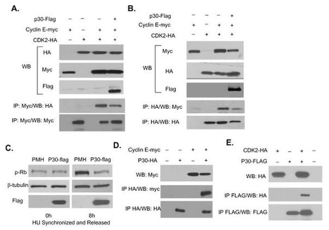 PCNA Antibody in Western Blot (WB)