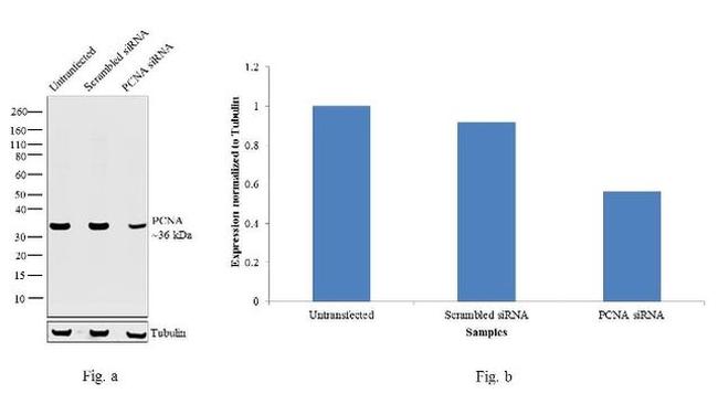 PCNA Antibody in Western Blot (WB)