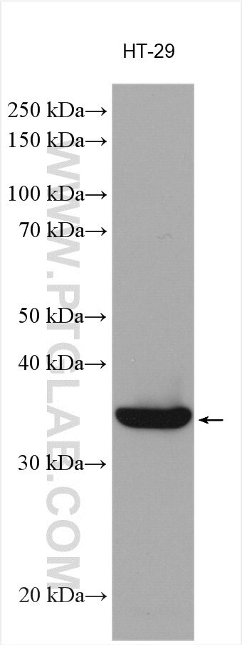 Galectin-4 Antibody in Western Blot (WB)