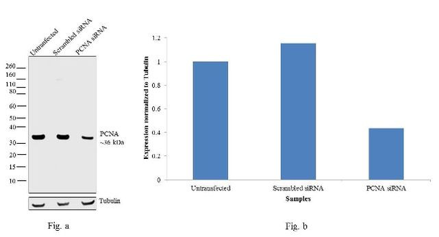 PCNA Antibody