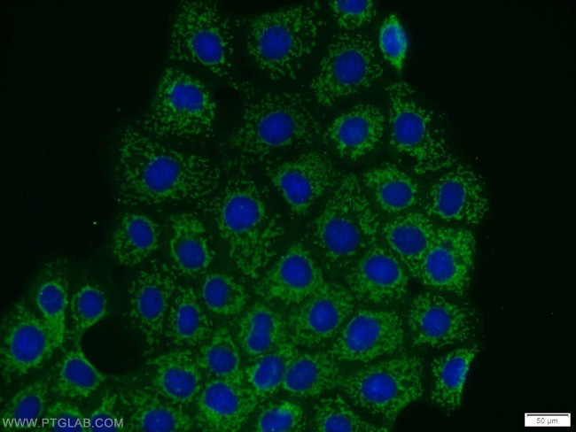 PHACTR4 Antibody in Immunocytochemistry (ICC/IF)