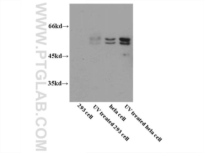 Caspase 8 Antibody in Western Blot (WB)