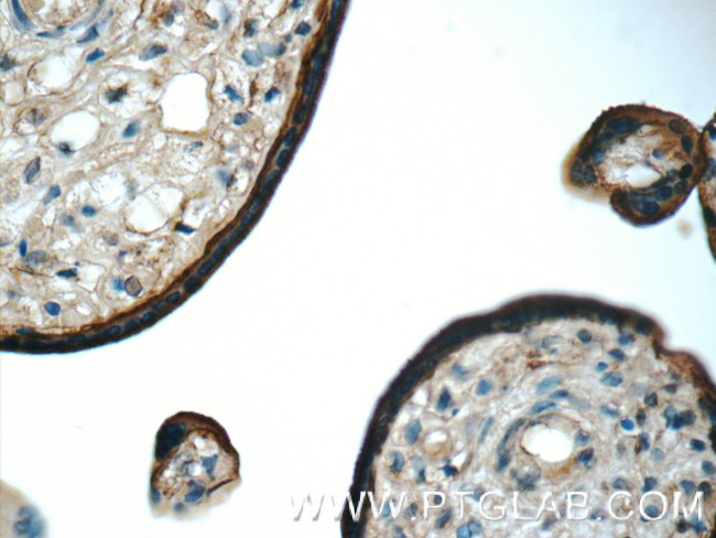 SIGLEC6 Antibody in Immunohistochemistry (Paraffin) (IHC (P))