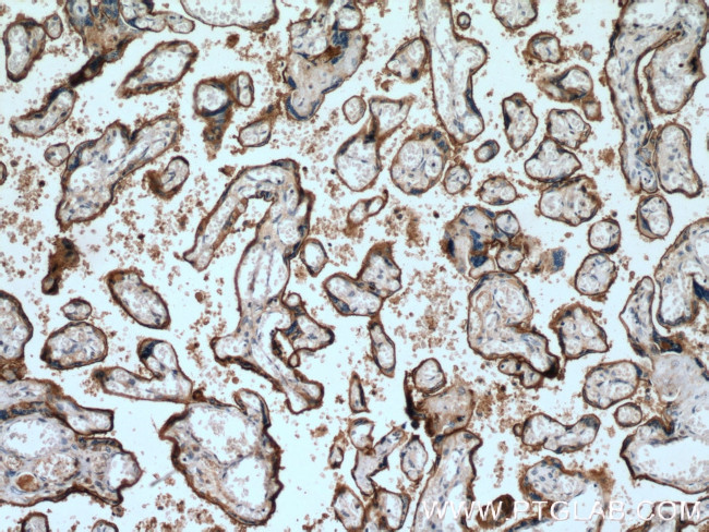 SIGLEC6 Antibody in Immunohistochemistry (Paraffin) (IHC (P))