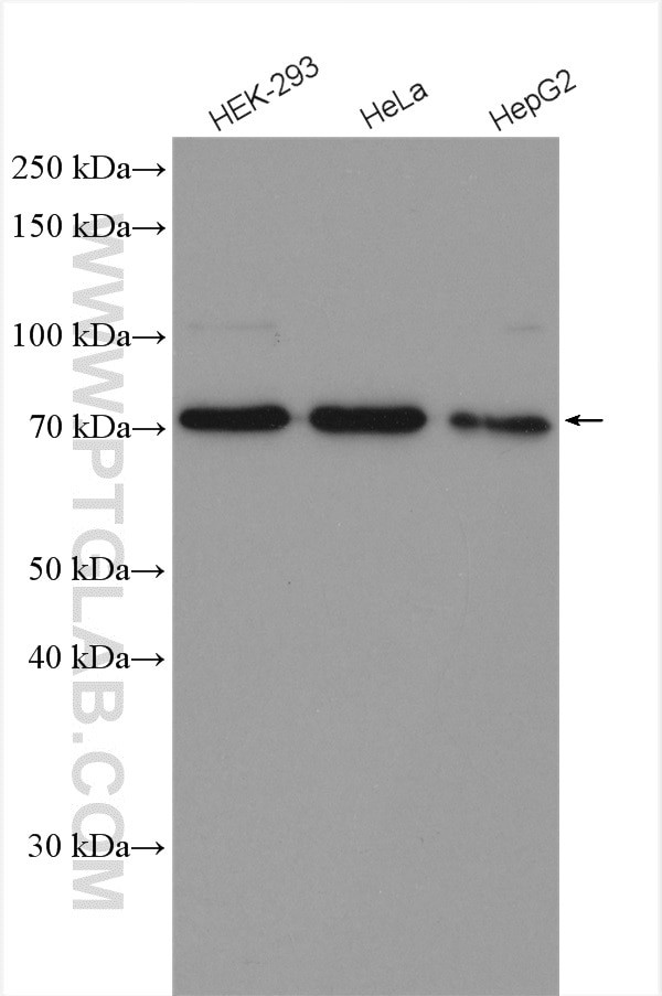 SYVN1 Antibody in Western Blot (WB)