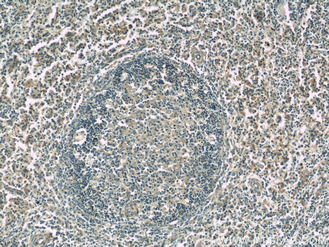 ALLC Antibody in Immunohistochemistry (Paraffin) (IHC (P))