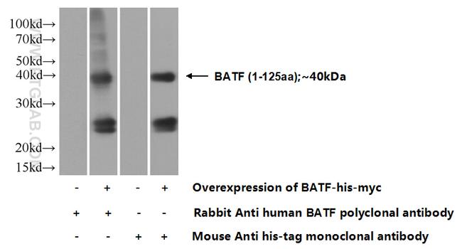 BATF Antibody in Western Blot (WB)