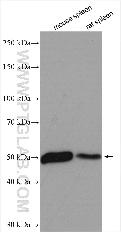 Choline kinase alpha Antibody in Western Blot (WB)