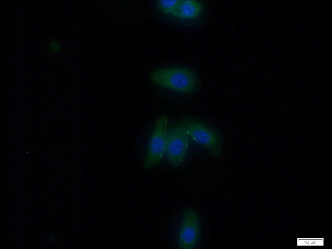 P2RX4 Antibody in Immunocytochemistry (ICC/IF)