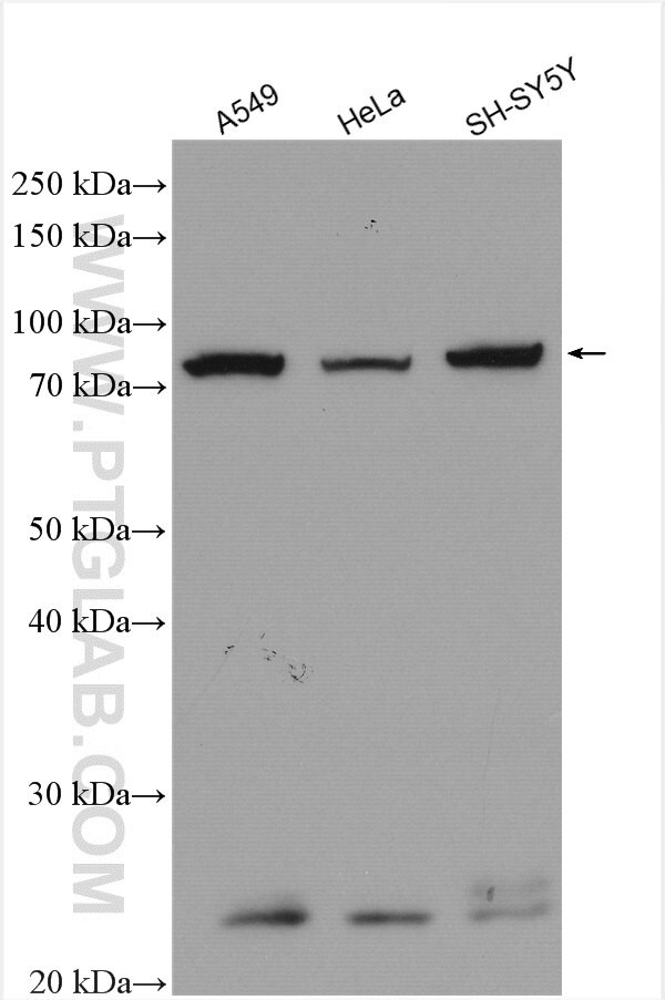 P2RX4 Antibody in Western Blot (WB)