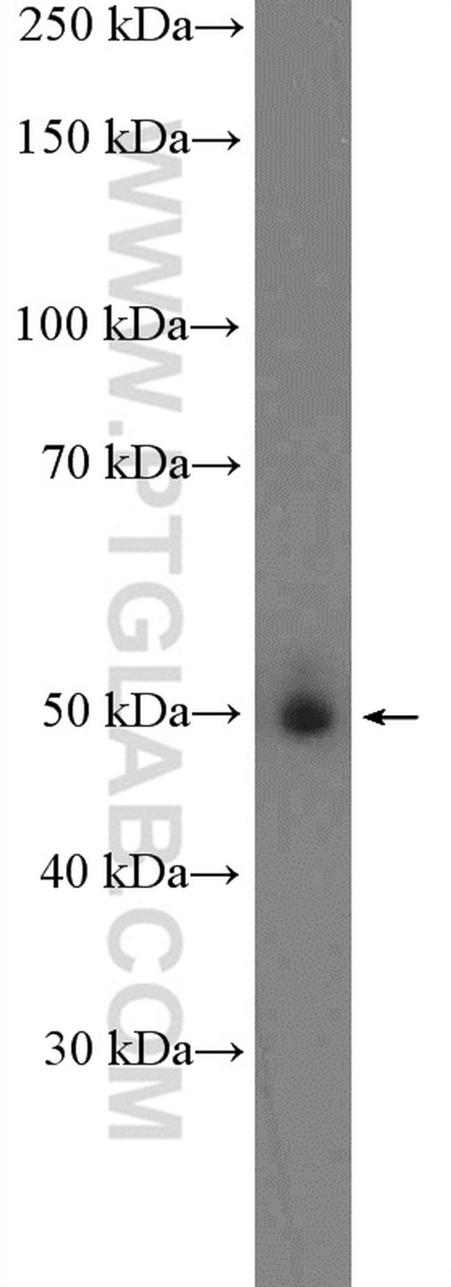 KHDRBS3 Antibody in Western Blot (WB)