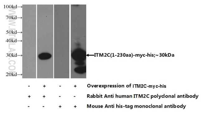 ITM2C Antibody in Western Blot (WB)