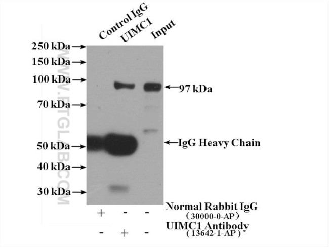 UIMC1 Antibody in Immunoprecipitation (IP)
