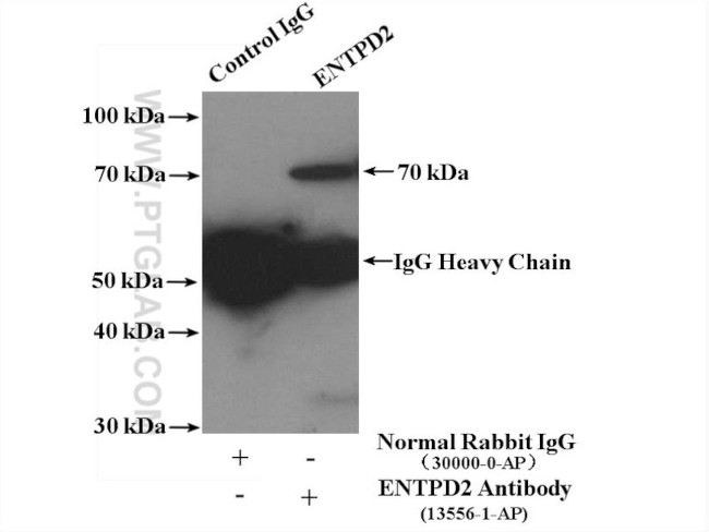 ENTPD2 Antibody in Immunoprecipitation (IP)