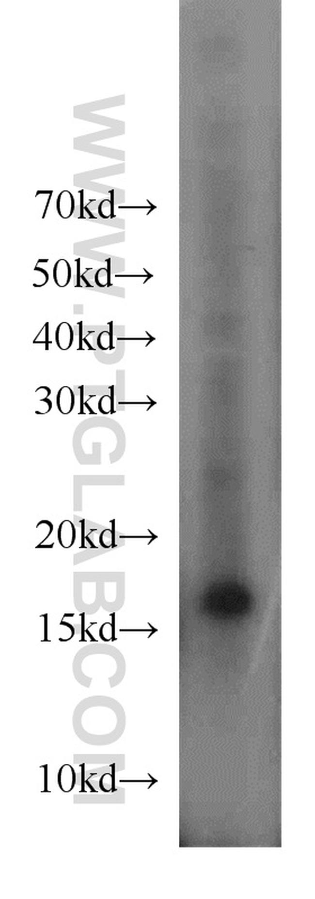 Histone H3.3 Antibody in Western Blot (WB)