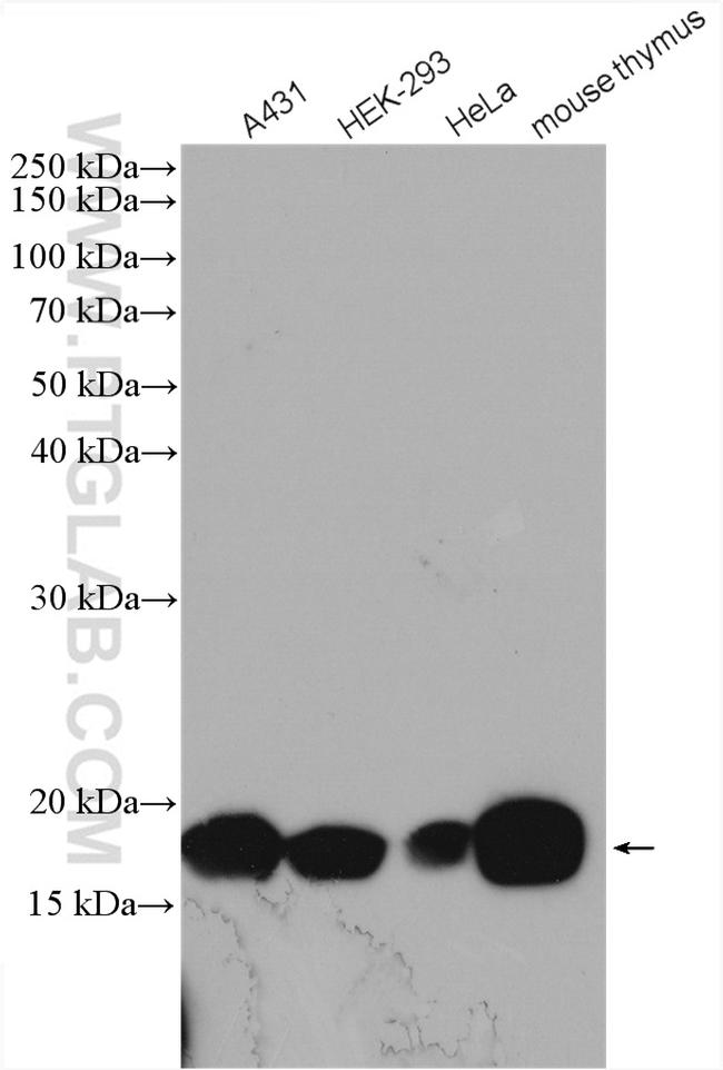 Histone H3.3 Antibody in Western Blot (WB)