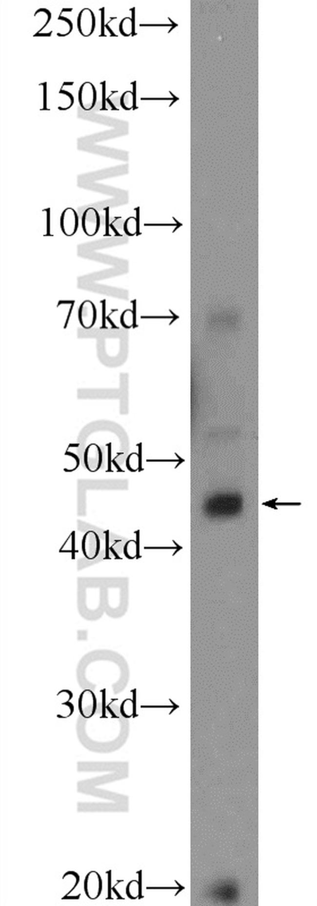 Pirh2 Antibody in Western Blot (WB)