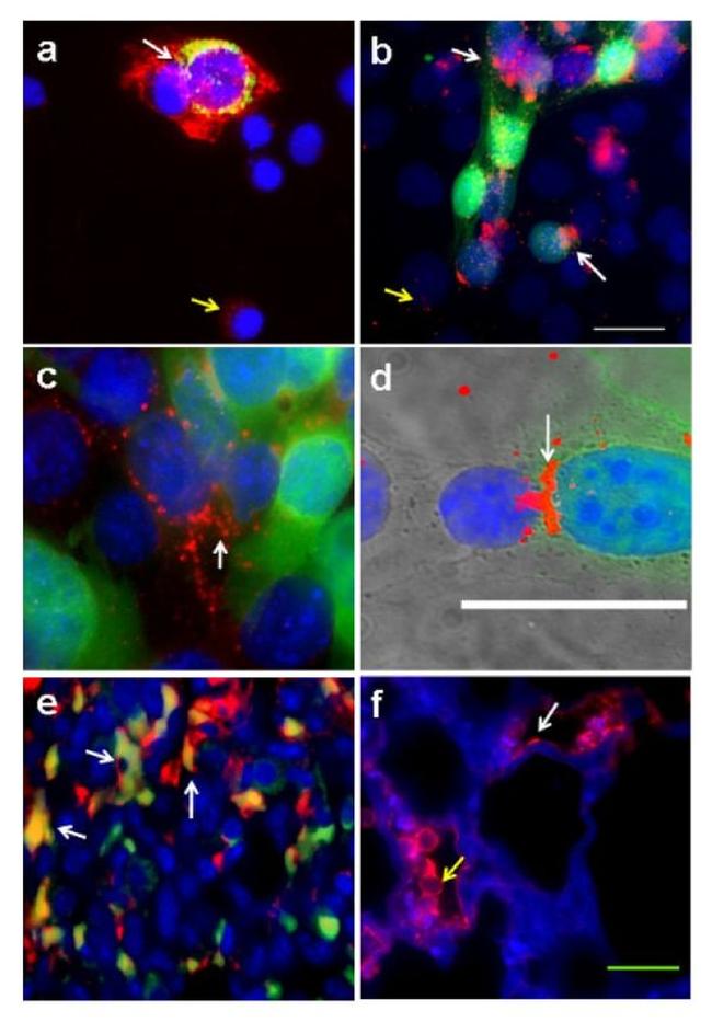 Connexin 43 Antibody in Immunocytochemistry (ICC/IF)