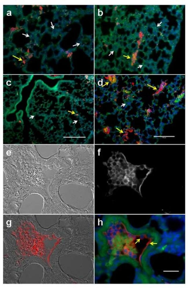 Connexin 43 Antibody in Immunocytochemistry (ICC/IF)