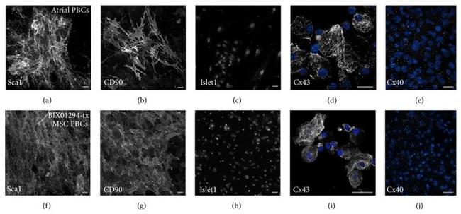 Connexin 40 Antibody in Immunocytochemistry (ICC/IF)