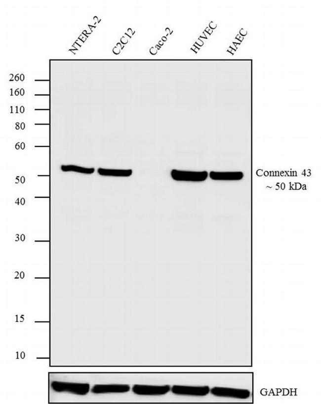 Connexin 43 Antibody in Western Blot (WB)