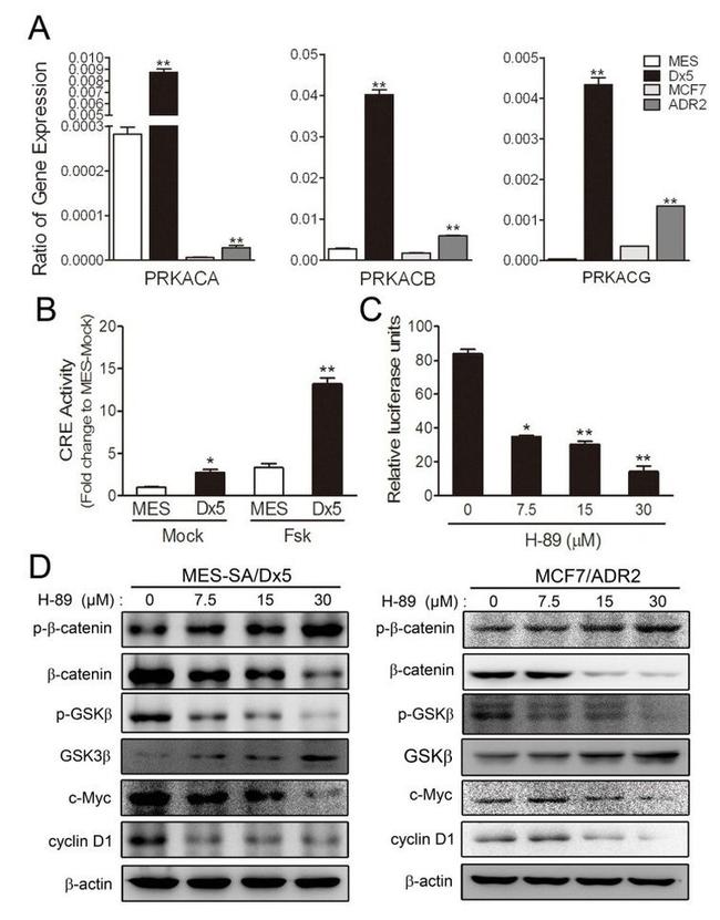 beta Catenin Antibody in Western Blot (WB)