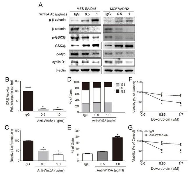 beta Catenin Antibody in Western Blot (WB)