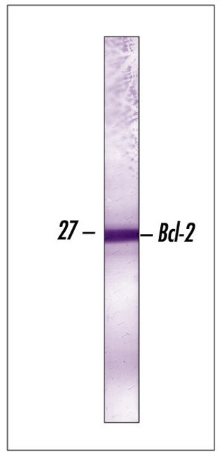 Bcl-2 Antibody in Western Blot (WB)