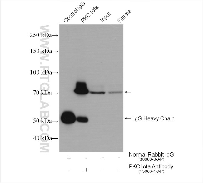 PKC iota Antibody in Immunoprecipitation (IP)