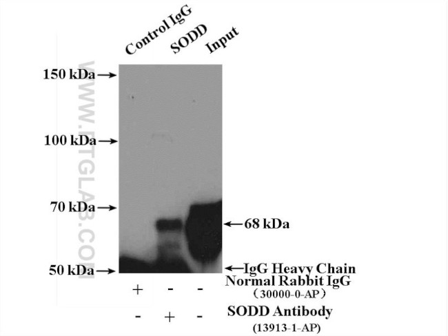 SODD/BAG4 Antibody in Immunoprecipitation (IP)