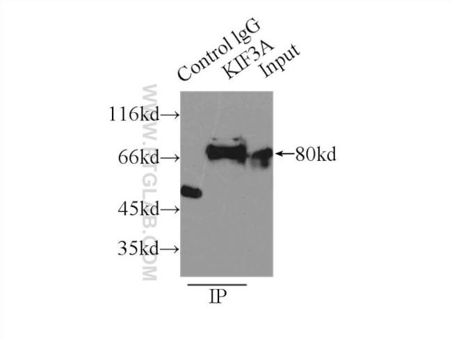 KIF3A Antibody in Immunoprecipitation (IP)