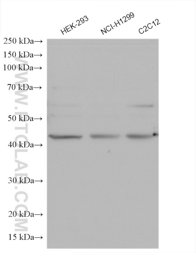 ZnT7 Antibody in Western Blot (WB)