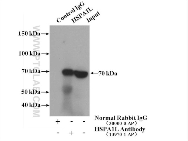 HSPA1L Antibody in Immunoprecipitation (IP)