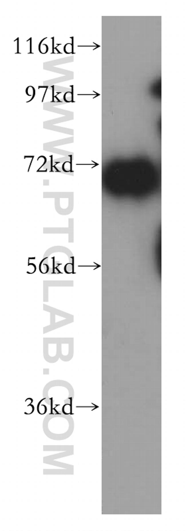 HSPA1L Antibody in Western Blot (WB)