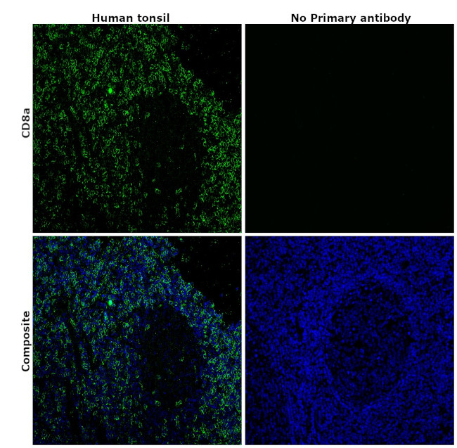 CD8a Monoclonal Antibody (C8/144B), eBioscience™