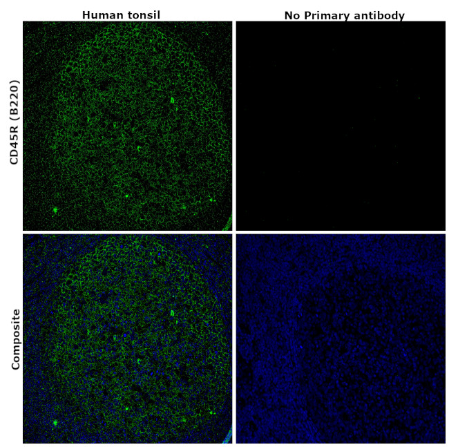 CD45R (B220) Monoclonal Antibody (RA3-6B2) (14-0452-82)