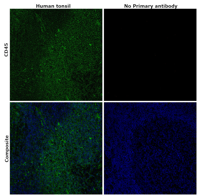 CD45 Monoclonal Antibody (HI30), eBioscience™