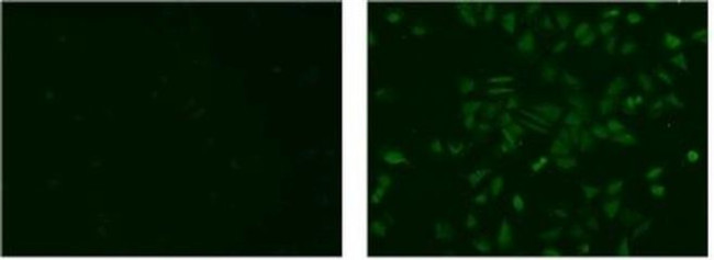 IL-20RB Antibody in Immunocytochemistry (ICC/IF)