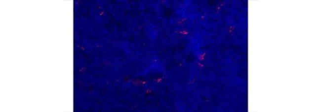 CD301b (MGL2) Antibody in Immunohistochemistry (Frozen) (IHC (F))