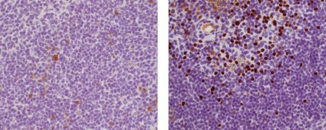 EOMES Antibody in Immunohistochemistry (Paraffin) (IHC (P))