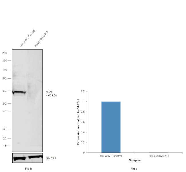 cGAS Antibody