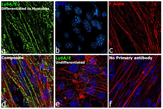 Ly-6A/E (Sca-1) Antibody