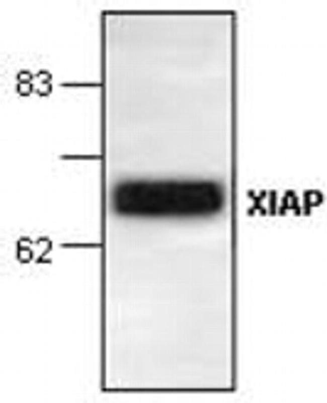 XIAP Antibody in Western Blot (WB)