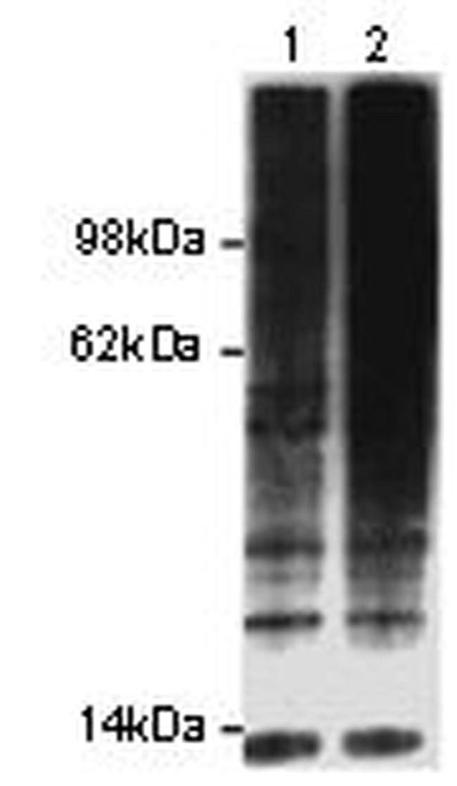 Ubiquitin Monoclonal Antibody (eBioP4D1 (P4D1)), eBioscience™